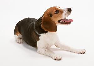 犬の楽しい知育玩具にはこれがお勧め