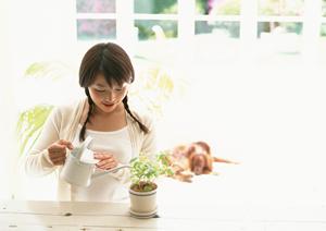 猫のワクチンを探しているのであれば